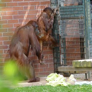 Bornean orangutans, May 2019