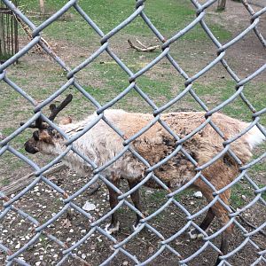 High Park Zoo - Reindeer