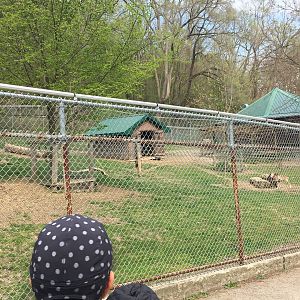 High Park Zoo - Mouflon/Wild sheep pen