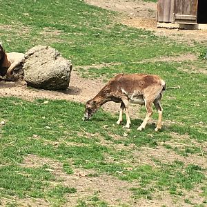 High Park Zoo - Mouflon ram and ewe