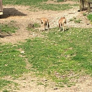 High Park Zoo - Mouflon lambs