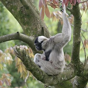 Pileated gibbon with newborn infant