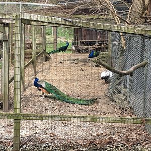 High Park Zoo - Peafowl
