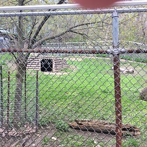 High Park Zoo - Bennett's Wallaby Pen