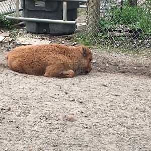 High Park Zoo - Bison Calf