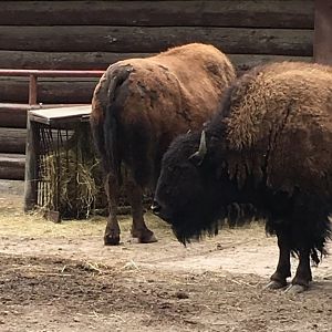 High Park Zoo - Plains Bison