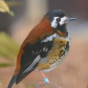 Chestnut Backed Thrush