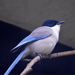 Azure Winged Magpie