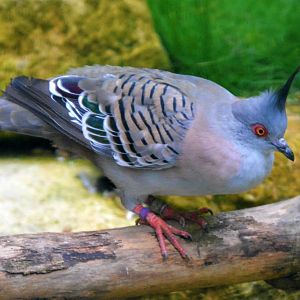 Crested Pigeon