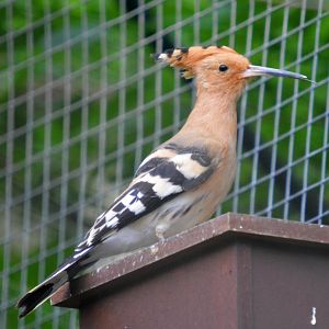 Hoopoe