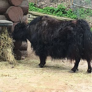 High Park Zoo - Yak