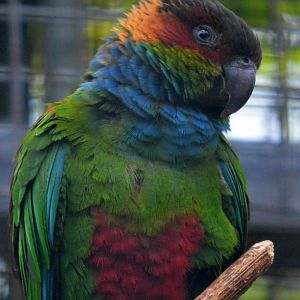 Blue Throated Conure