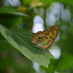 Common Sergeant Butterfly