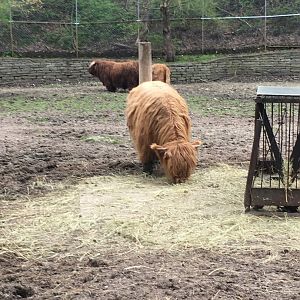 High Park Zoo - Highland Cattle