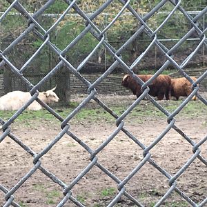 High Park Zoo - Highland Cattle