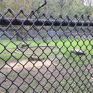 High Park Zoo - Capybara Pen