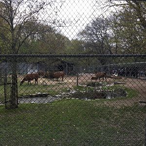 High Park Zoo - Llama/Domestic Goose Pen