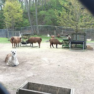 High Park Zoo - Llamas