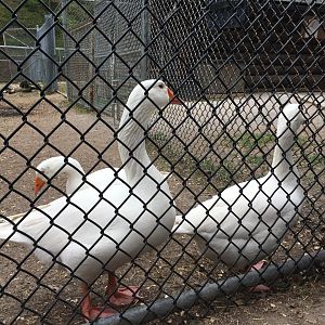 High Park Zoo - Domestic Geese