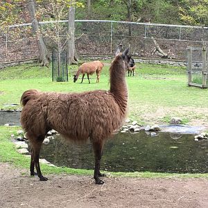 High Park Zoo - Llama