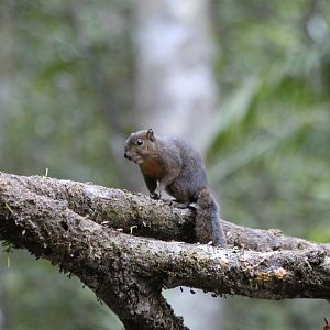 Alfaro's pygmy squirrel - Mar 2019