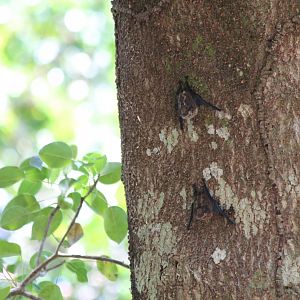 Greater Sac-winged Bat  - Apr 2019