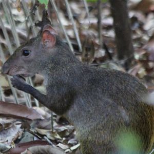 Central American Agouti - Apr 2019