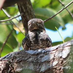 Lesser Nighthawk - Apr 2019