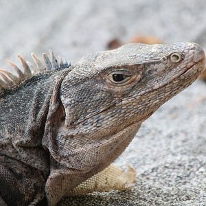 Black Iguana - Apr 2019