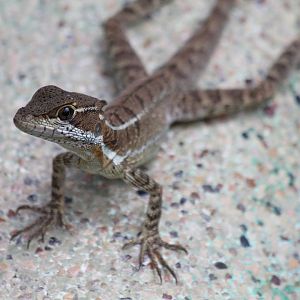 Young Common Basilisk - Apr 2019