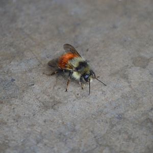 Bee ID (Seattle, Washington)