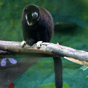 Lucifer titi (Cheracebus lucifer)