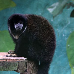 Lucifer titi (Cheracebus lucifer)