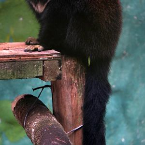 Lucifer titi (Cheracebus lucifer)