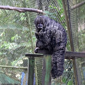 Miller's saki (Pithecia milleri)
