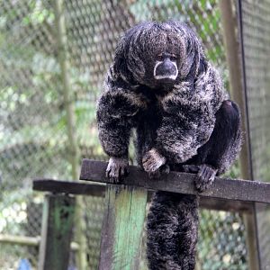 Miller's saki (Pithecia milleri)