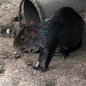 black agouti (Dasyprocta fuliginosa)