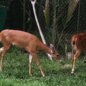 Páramo White-tailed Deer (Odocoileus virginianus goudotii)