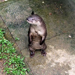 Neotropical Otter (Lontra longicaudis annectens)