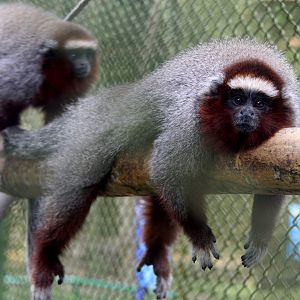 ornate titi (Plecturocebus ornatus)