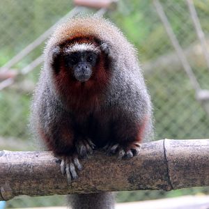 ornate titi (Plecturocebus ornatus)