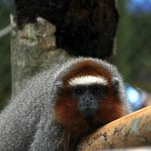 ornate titi (Plecturocebus ornatus)