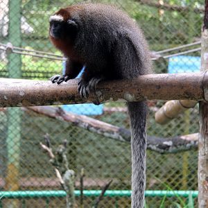 ornate titi (Plecturocebus ornatus)