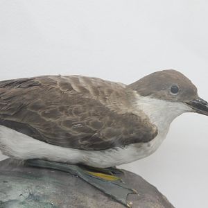 Manx shearwater - Puffinus puffinus