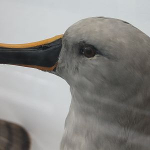 Grey-headed albatross - Diomedea chrysostoma