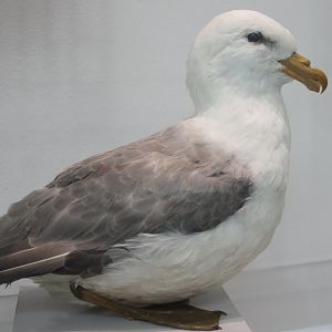Northern fulmar - Fulmarus glacialis