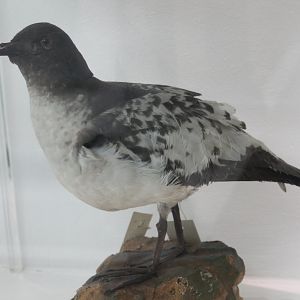 Cape petrel - Daption capense