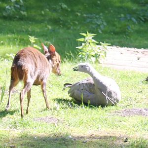 Muntjac meets Cereopsis