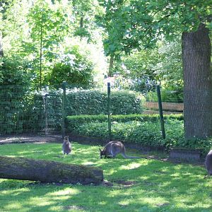 Wallaby-enclosure