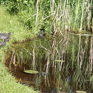 Turtle-pond